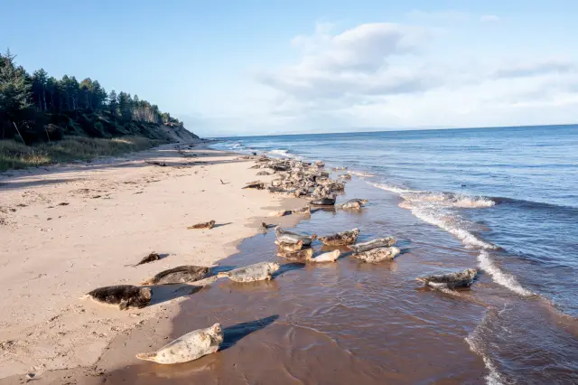 Grey seals hauled out on a wild sandy beach below pine-topped cliffs