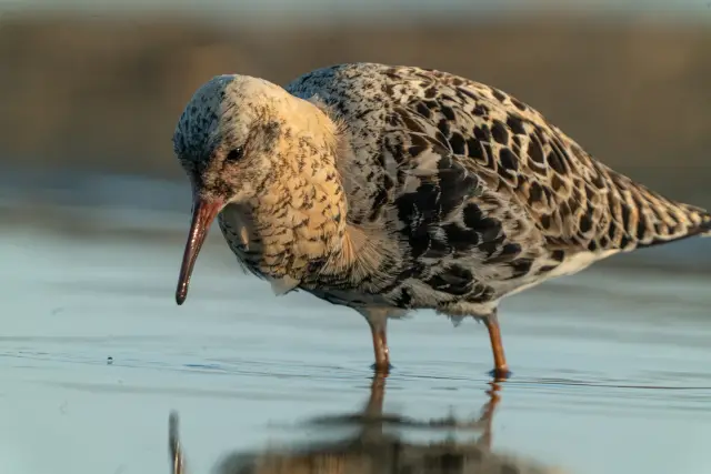 Close-up of a ruff wader feeding in calm shallow water