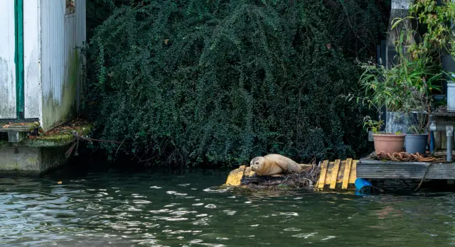 A harbour seal hauled out on a yellow pontoon beside a leafy canal bank