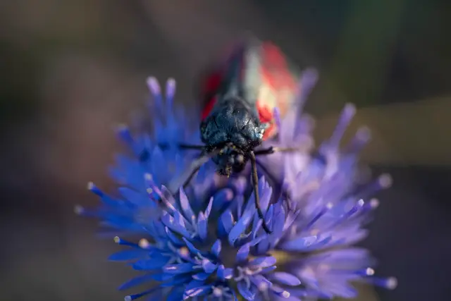 Close-up of a burnet moth facing the camera on a blue flower against a dark background.