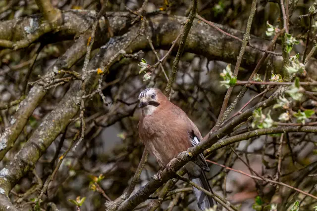 A Eurasian jay perched on a branch amid budding spring twigs.