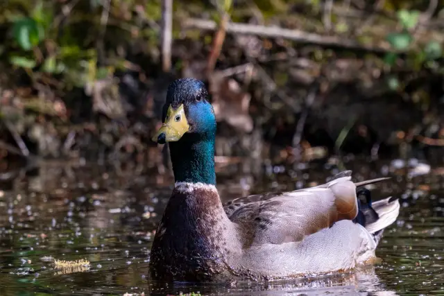 A male mallard with iridescent green head swimming on a dark pond