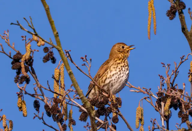 A song thrush singing among alder catkins against a clear blue sky