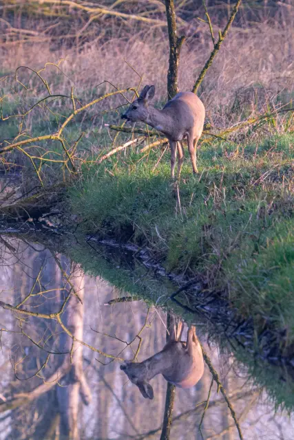 A roe deer grazing on a grassy bank mirrored in calm water at golden hour.