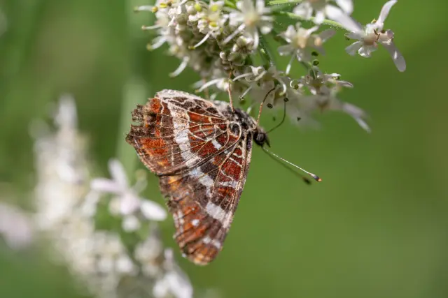 A map butterfly with folded wings feeding on small white umbellifer flowers.