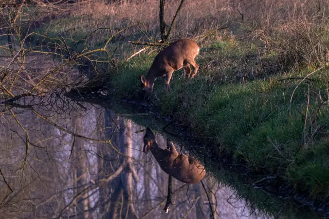 A roe deer bending to drink at a still stream with its reflection at golden hour.