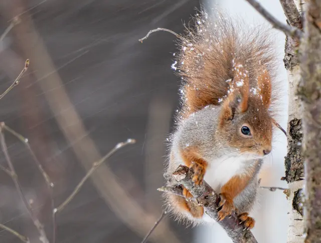 A red squirrel resting on a bare branch against a muted winter backdrop.