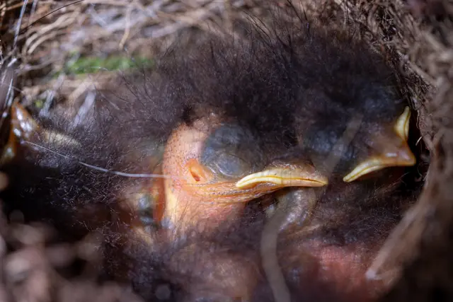Young robin chicks huddled together in the nest.