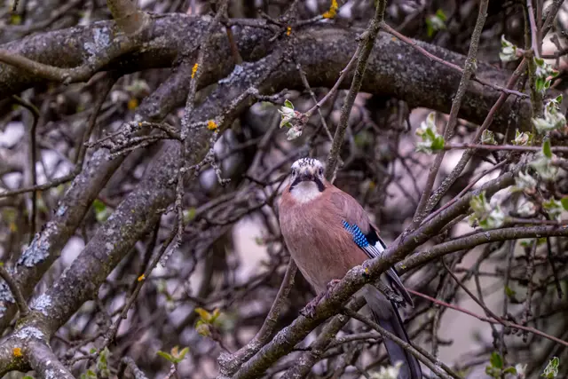 A Eurasian jay showing its blue wing patch among bare twigs.