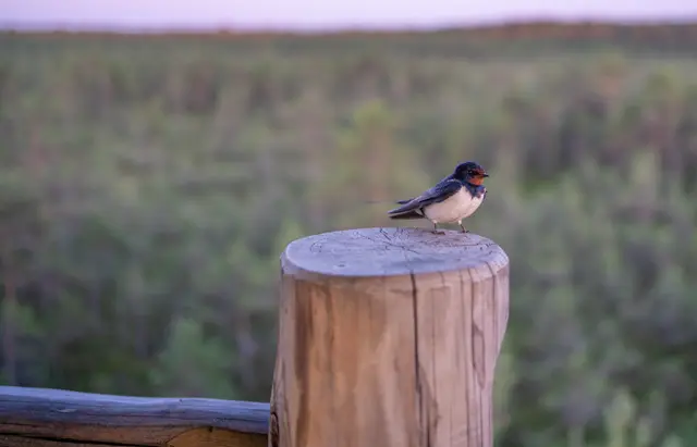 A small tit perched on a wooden post.