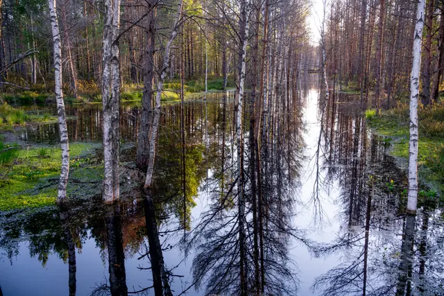 Birch trees reflected in a flooded forest.