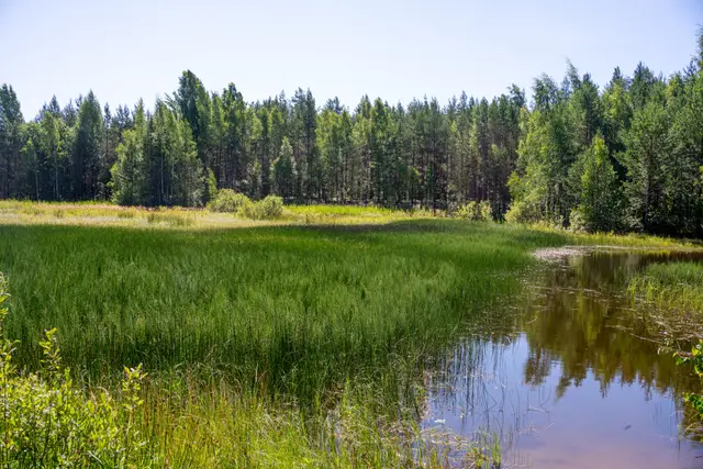 An Estonian bog backed by pine forest.