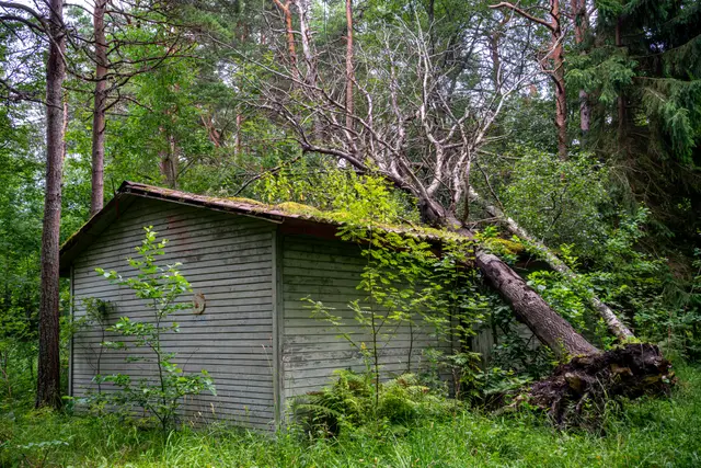 An abandoned wooden shed reclaimed by greenery.