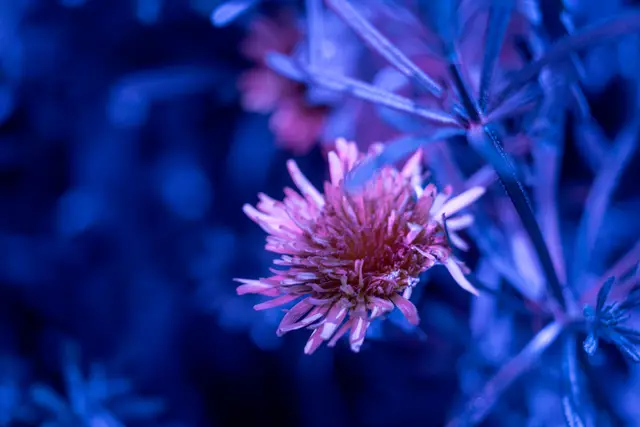 A thistle flower fluorescing pink under ultraviolet light.