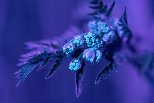 A plant seed head glowing teal under ultraviolet light.