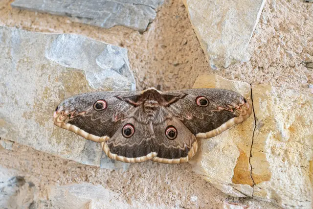A large moth resting on a sunlit stone wall.