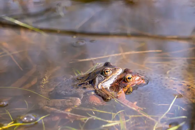 Wildlife and nature photography by Aquinox Media