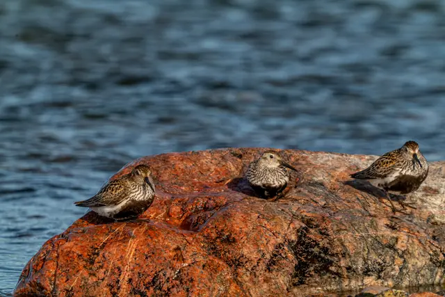 Two frogs resting together on a rock.